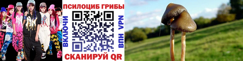 где купить   мега как войти  Галлюциногенные грибы Cubensis  Казань 